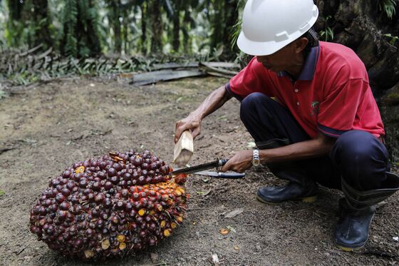 New Dwarf Trees Set to Revolutionize Palm Oil Market