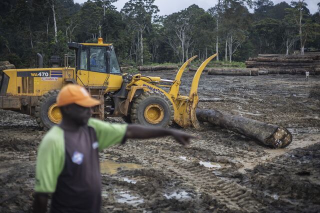 An excavator moves a log in a forest clearance concession managed by African Equatorial Hardwoods (AEH), a new forestry and timber processing company managing more than 420,000 hectares of forestry concessions, in Mayumba on October 11, 2022.