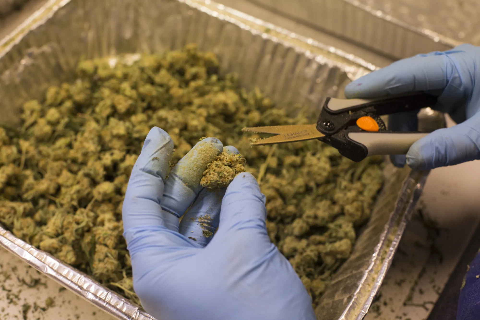 Plunging Pot Prices Have Legal Growers Scrambling To Lower Costs