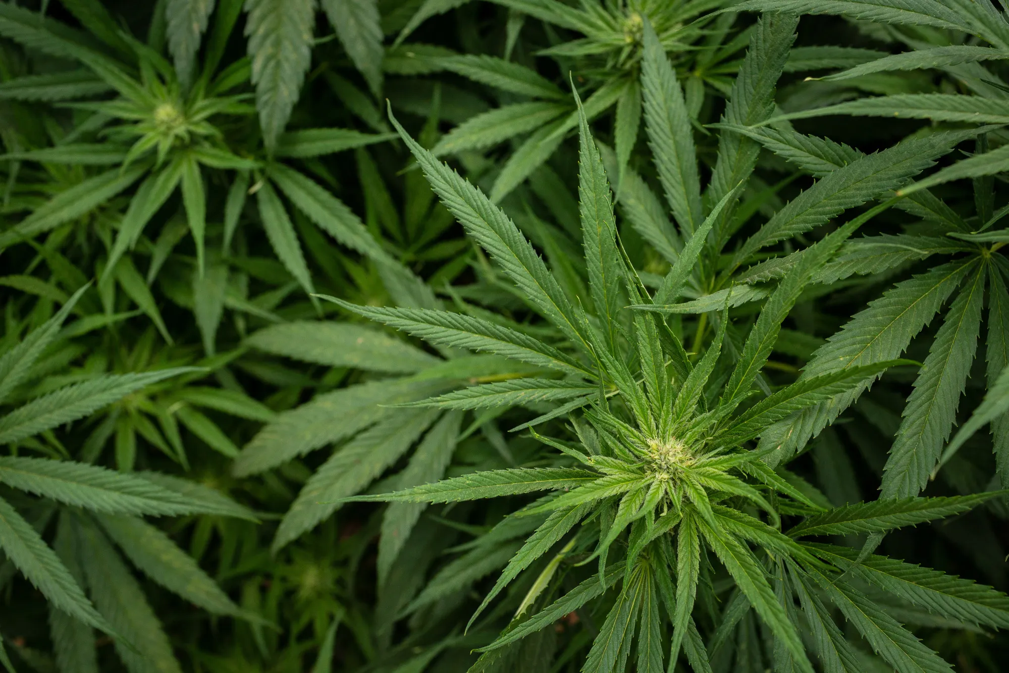 Marijuana plants grow