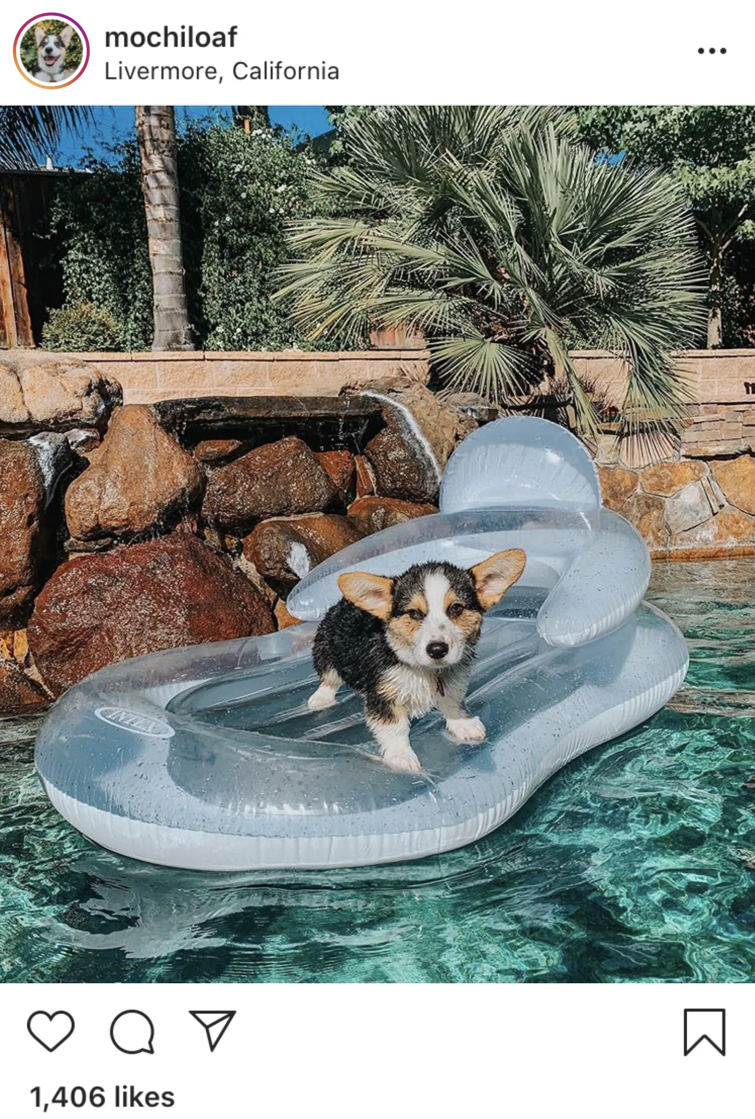 Dog Influencers Take Over Instagram After Pandemic Puppy Boom - Bloomberg