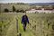 Stephanie de Bouard-Rivoal, managing director at Chateau Angelus, walks between the vines in the vineyard at her Chateau in Saint Emilion, France. She is the 8th generation and third woman to run the estate.
