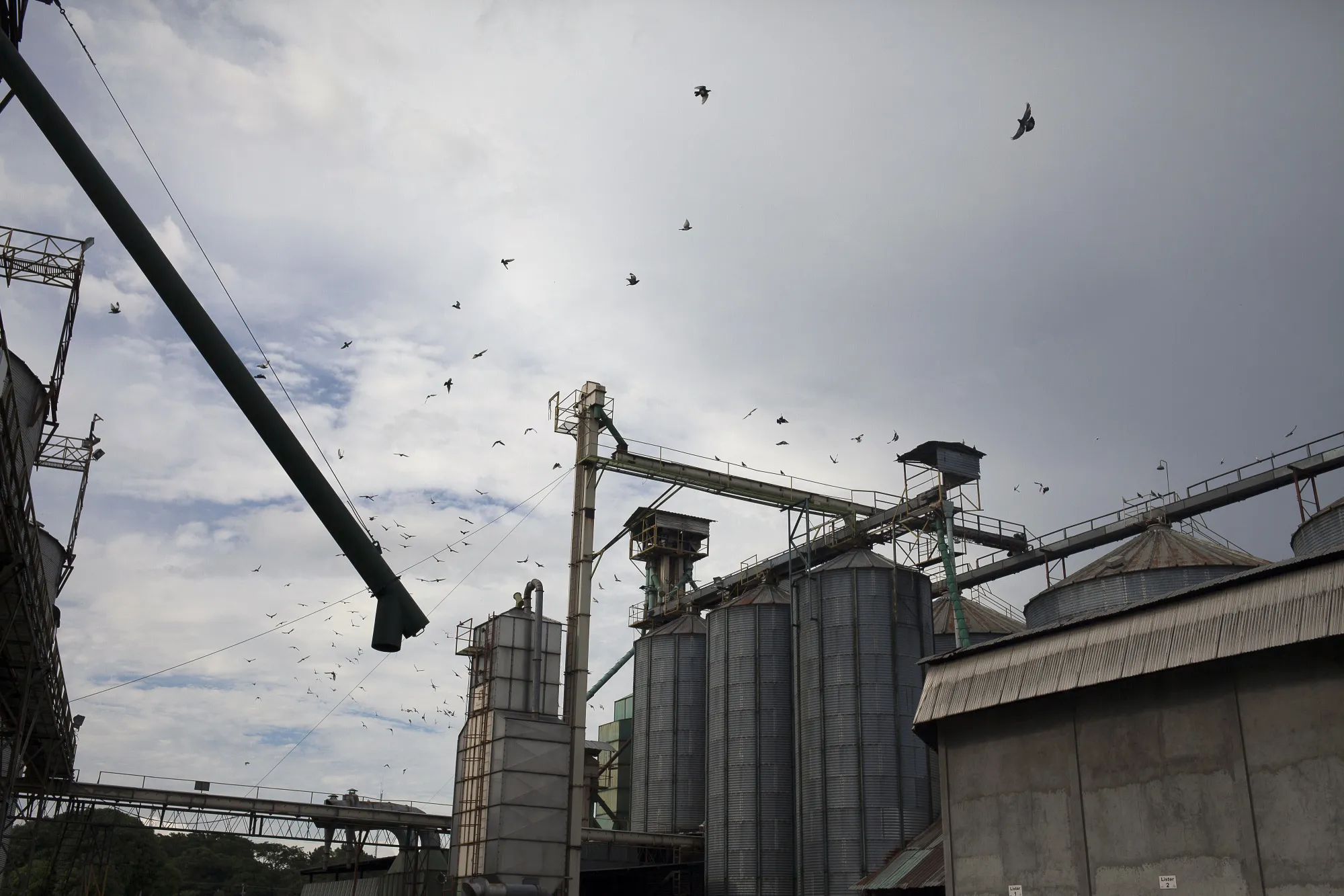 Birds fly above grain silos in the town of Acarigua, Portuguesa state, Venezuela.