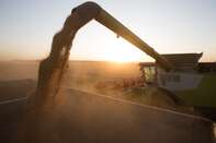 Russian Wheat Harvest as Record Prices Halt Export Boom