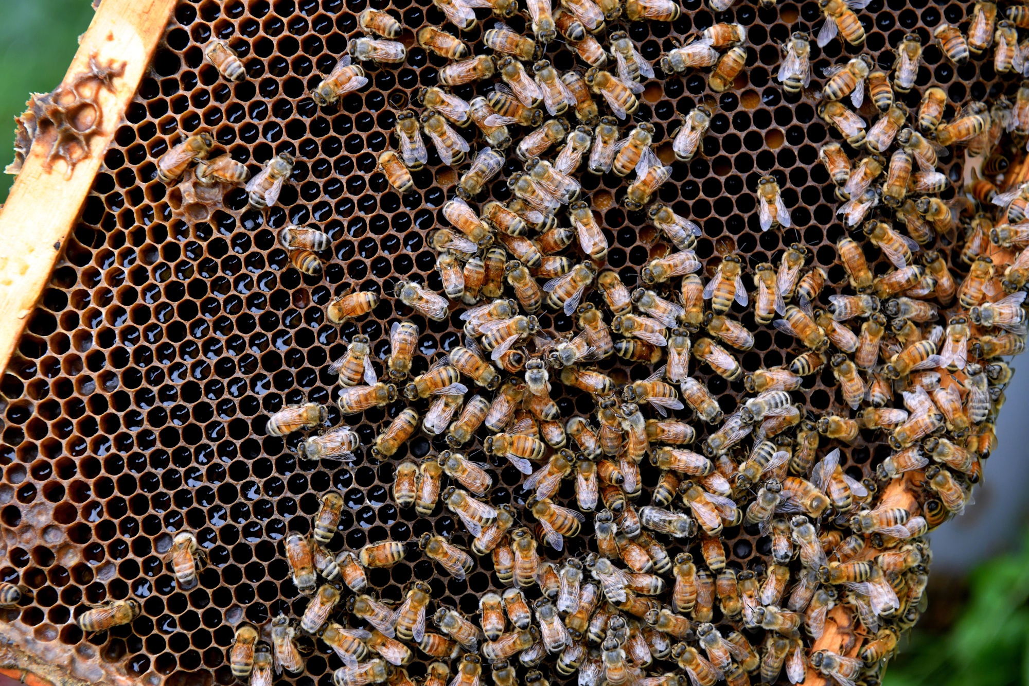 What Is Manuka Honey? How Bees Make Manuka Honey It's benefits