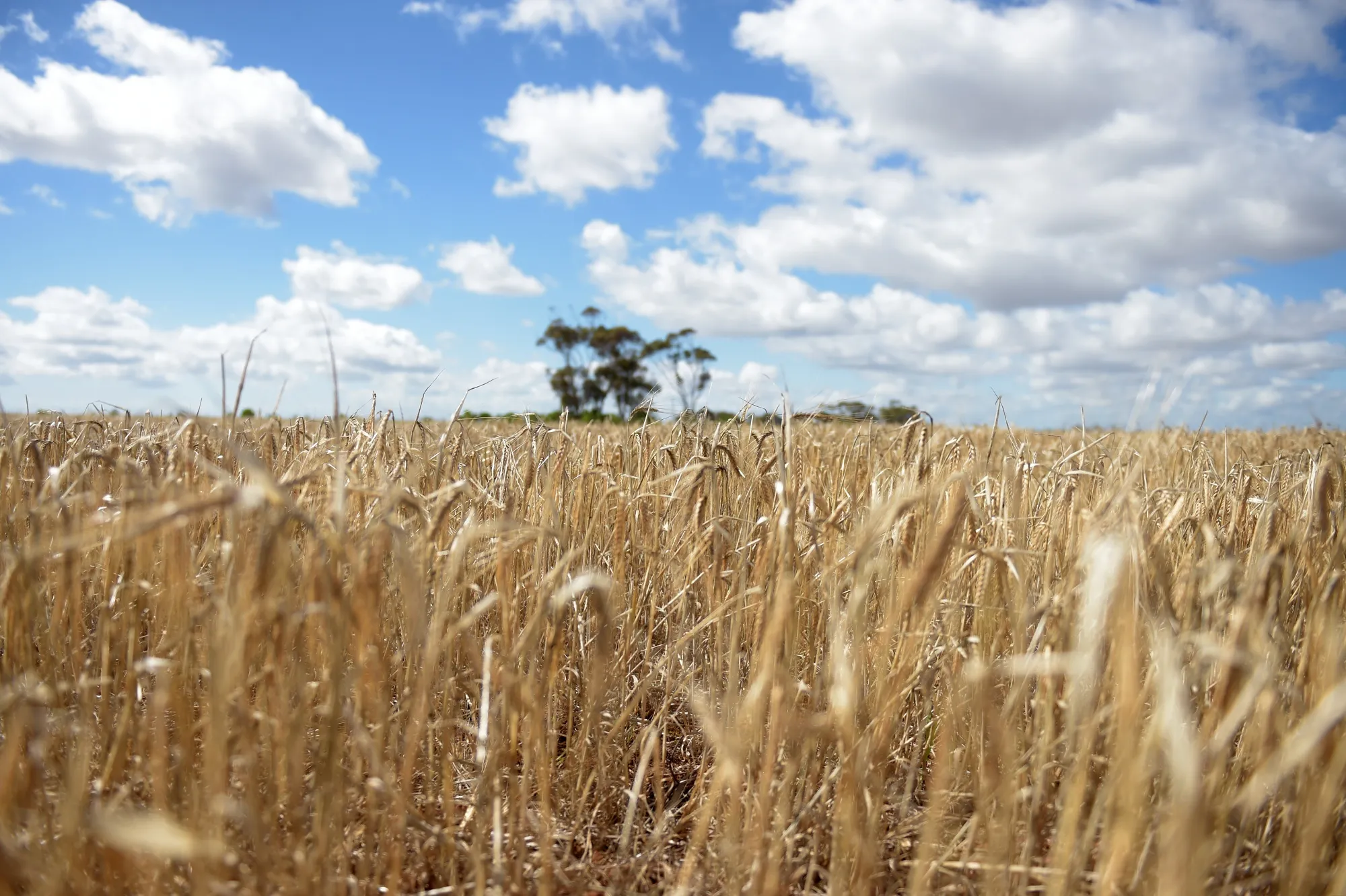 A field of barley in Balliang, Victoria, Australia.