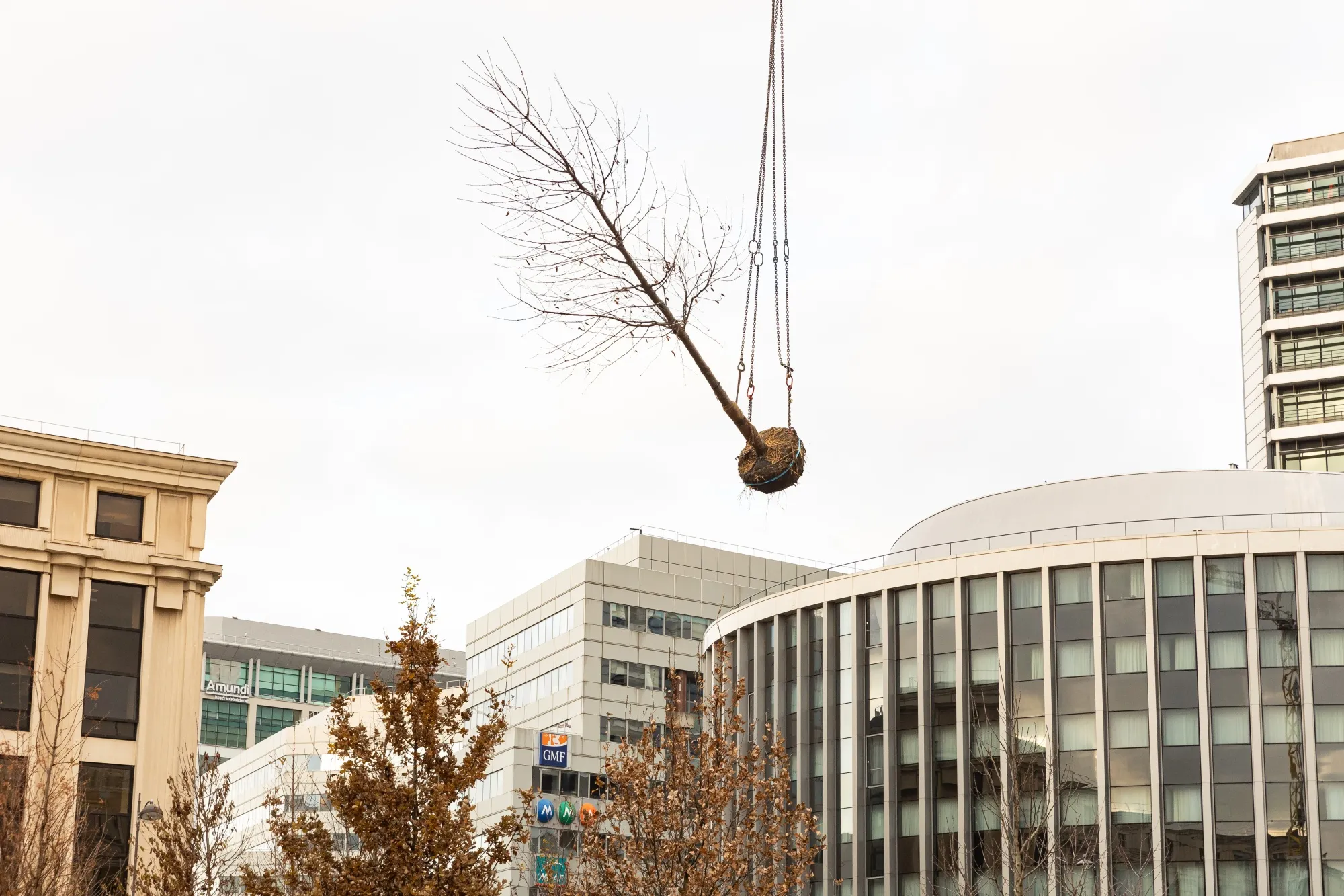 A tree is winched into place in Paris’s Place de Catalogne.