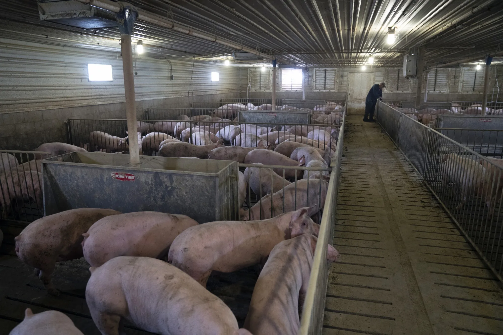 USDA Boosts Effort To Support Virus-Hit Meat