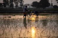 Farming in Rural Haryana as Millions of Workers That Fled India's Cities Don't Want to Return