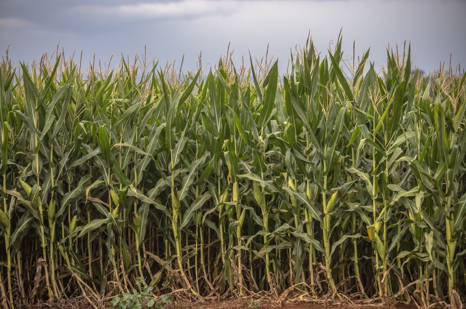 Corn Posts Record Drop With Wetter Forecast for Drought-Hit Crop ...