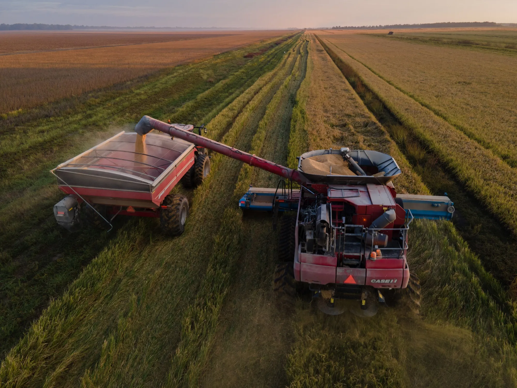 Rice is loaded into a grain cart during a harvest at a farm in Mississippi.