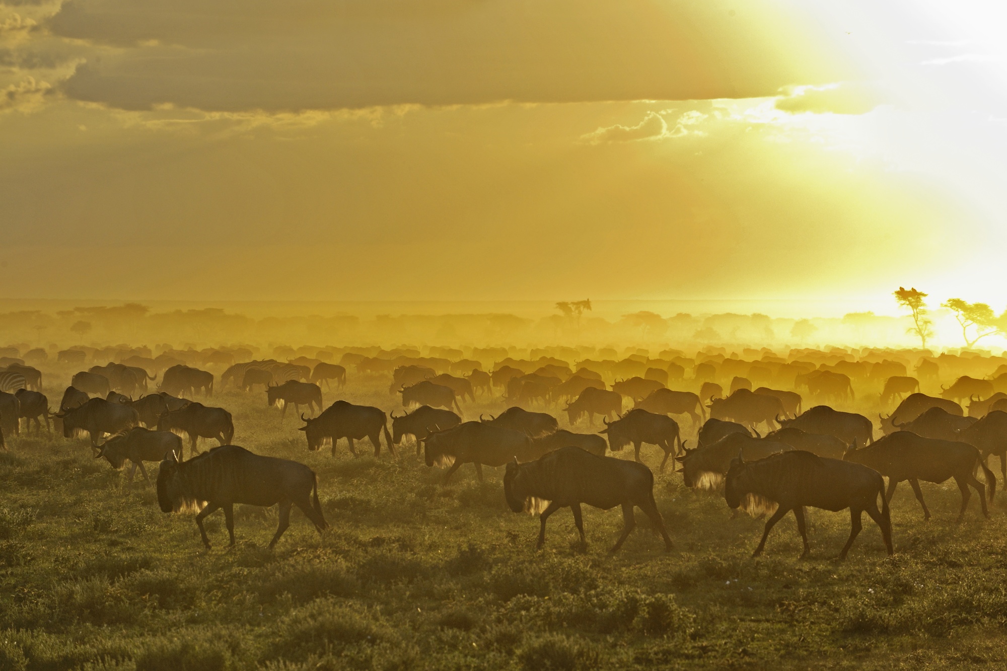 Стадо антилоп гну на восходе солнца