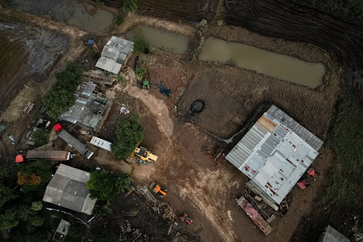El Niño Threatens to Deepen Crisis for Brazilian Rice Farmers
