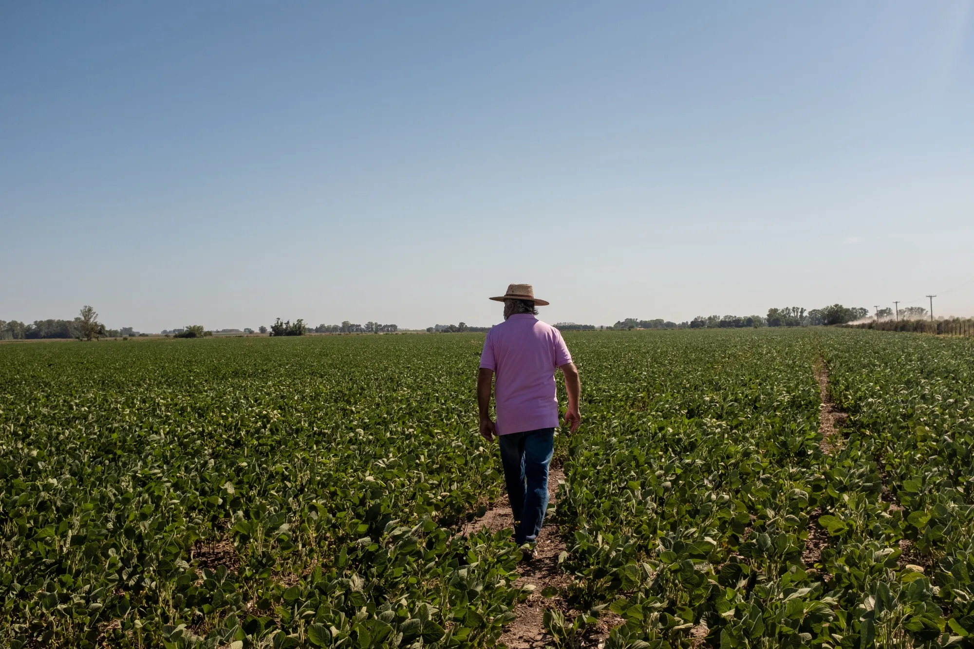 A farmer walks through a soybean field during a heat wave in San Antonio de Areco, Buenos Aires province, Argentina, on Tuesday, Jan. 11, 2022.&nbsp;
