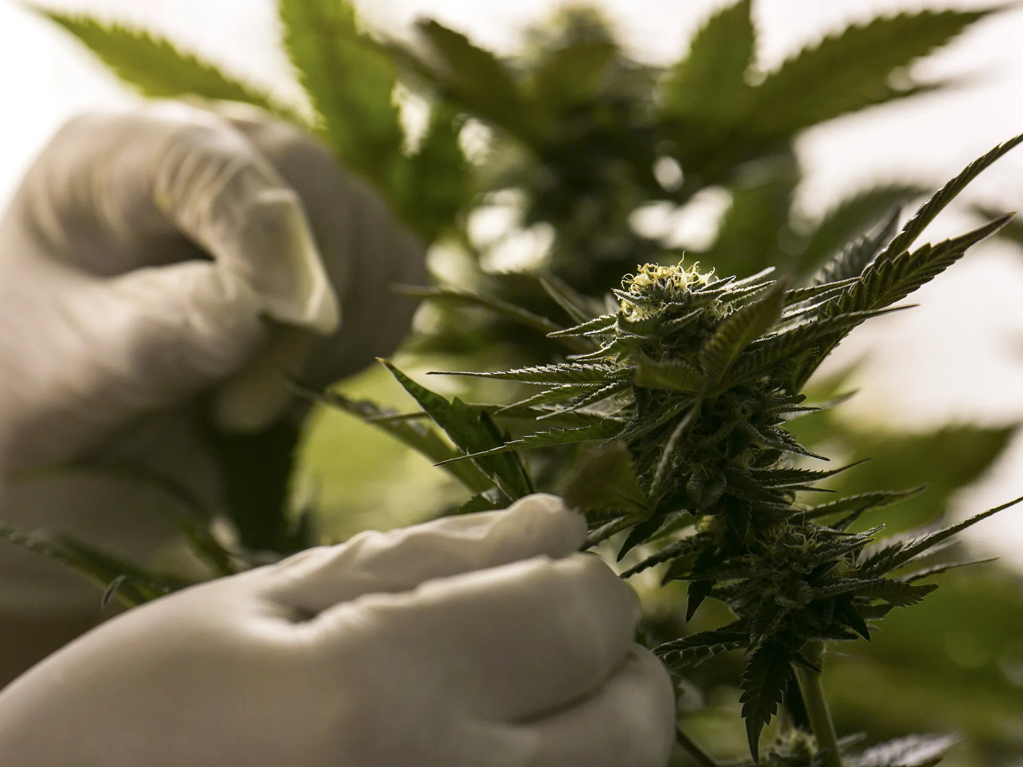 A technician inspects a marijuana plant.