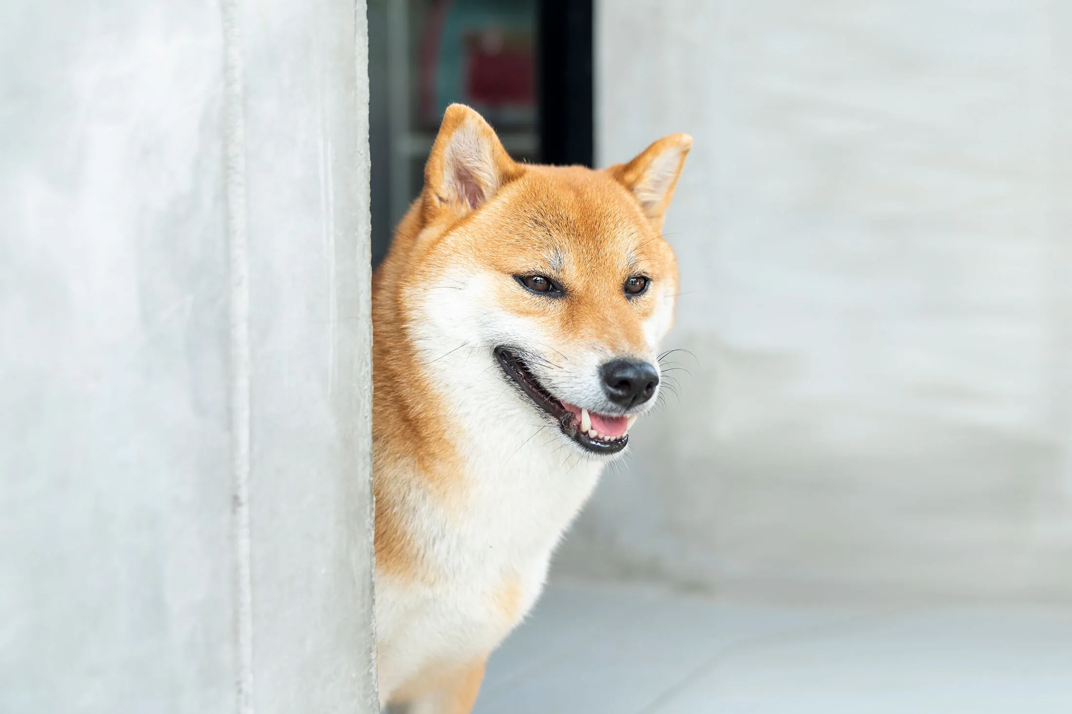 Doge what shops breed