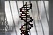 A model of human DNA is silhouetted against a window in the