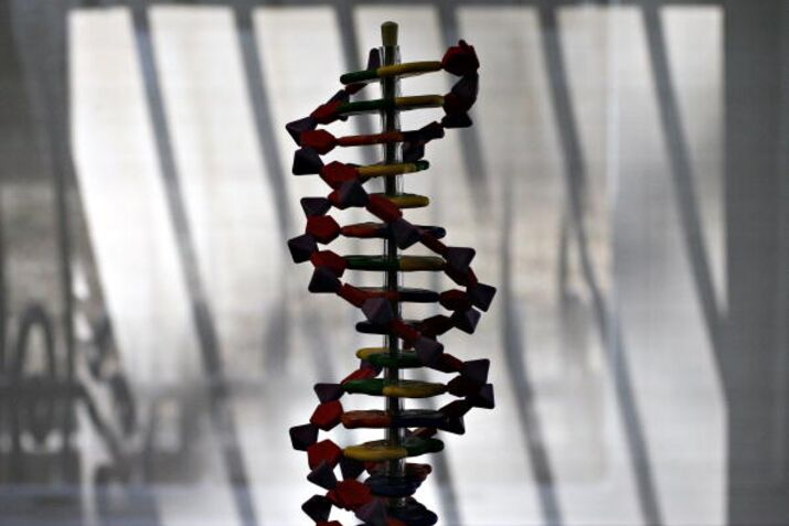 A model of human DNA is silhouetted against a window in the