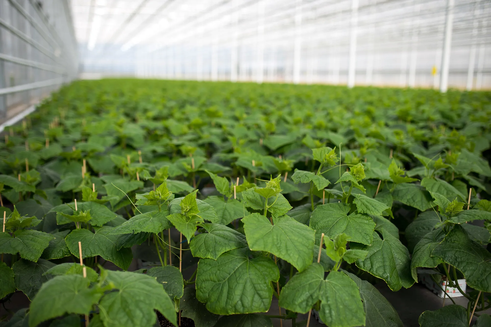 Tilray, one of the world's biggest cannabis producers, and a pioneer in legal cannabis since 2013, is farming cucumbers to use excess cultivation space.&nbsp;