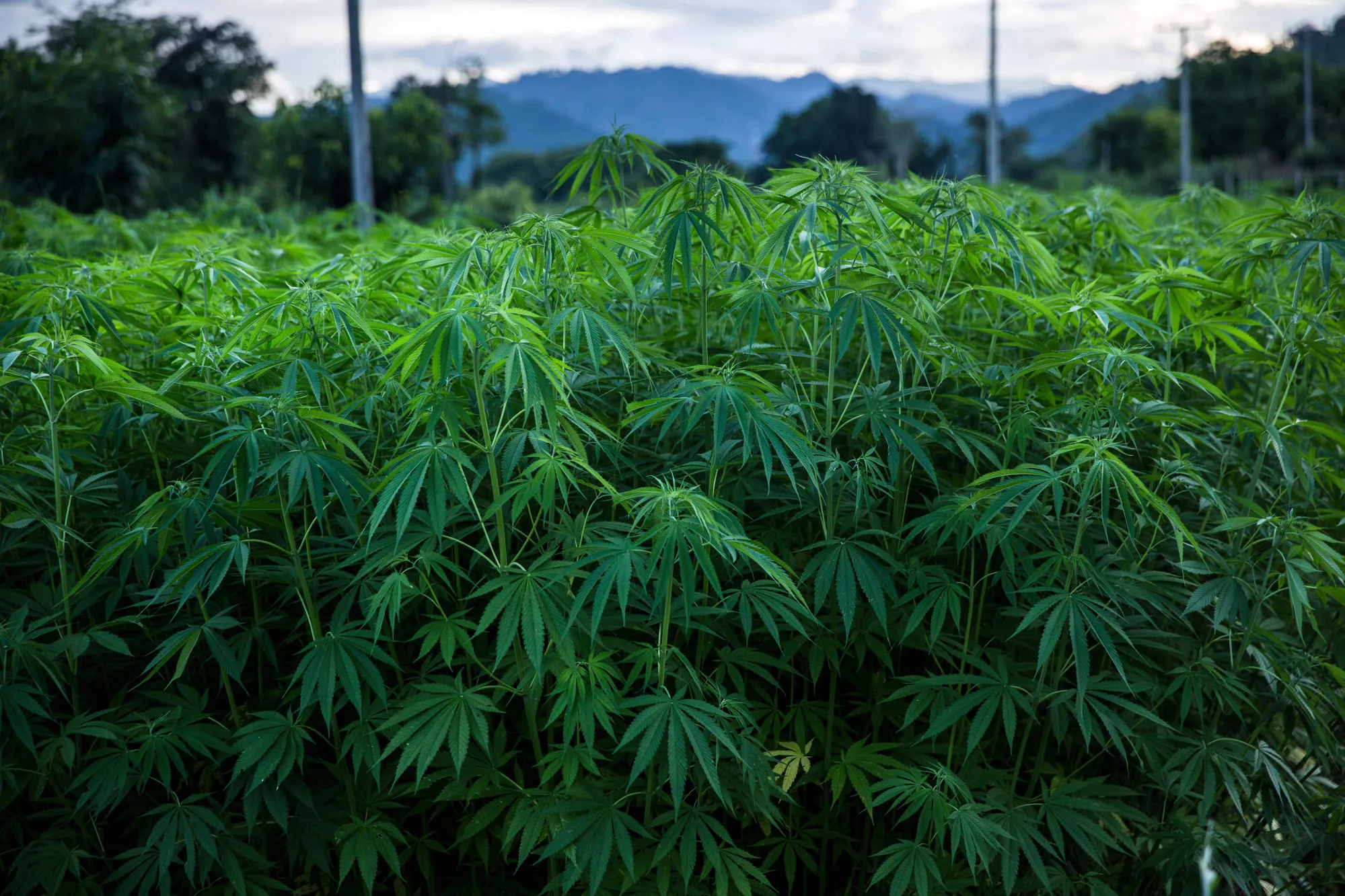 Hemp plants