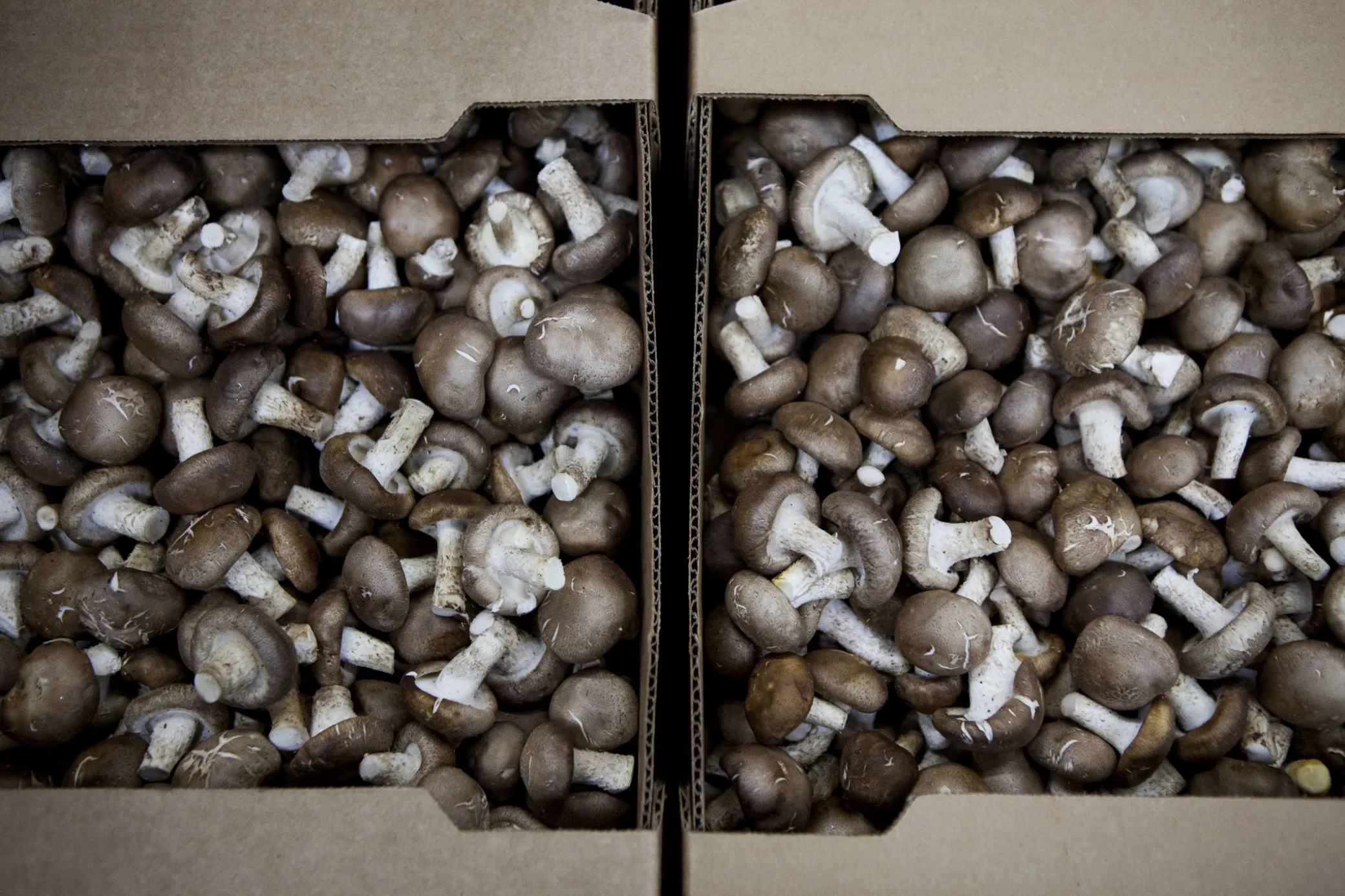 Operations At A Specialty Produce Warehouse Ahead Of GDP Figures