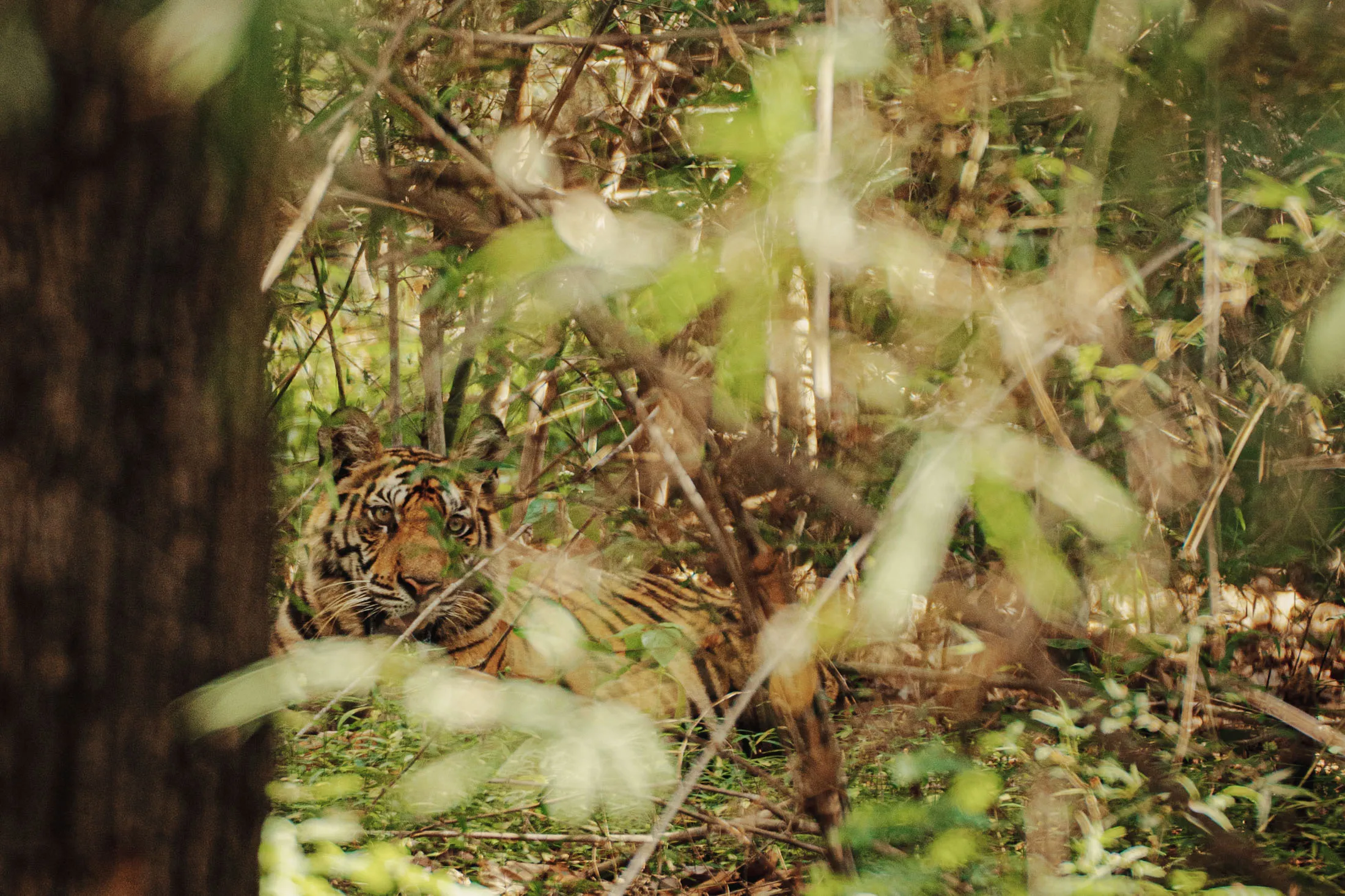 A tiger spotted by the writer in Bandhavgarh National Park
