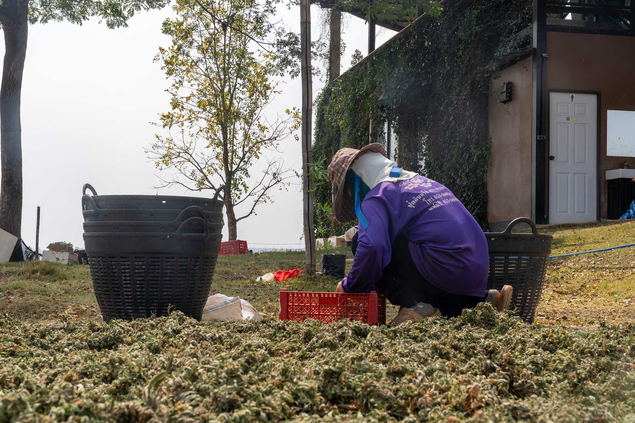 Women harvesting dried cannabis flowers