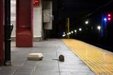 Rat in a New York City Subway Station