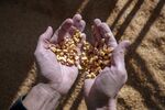 A worker holds a sample of corn from a storage silo at the grain terminal in Ukraine.