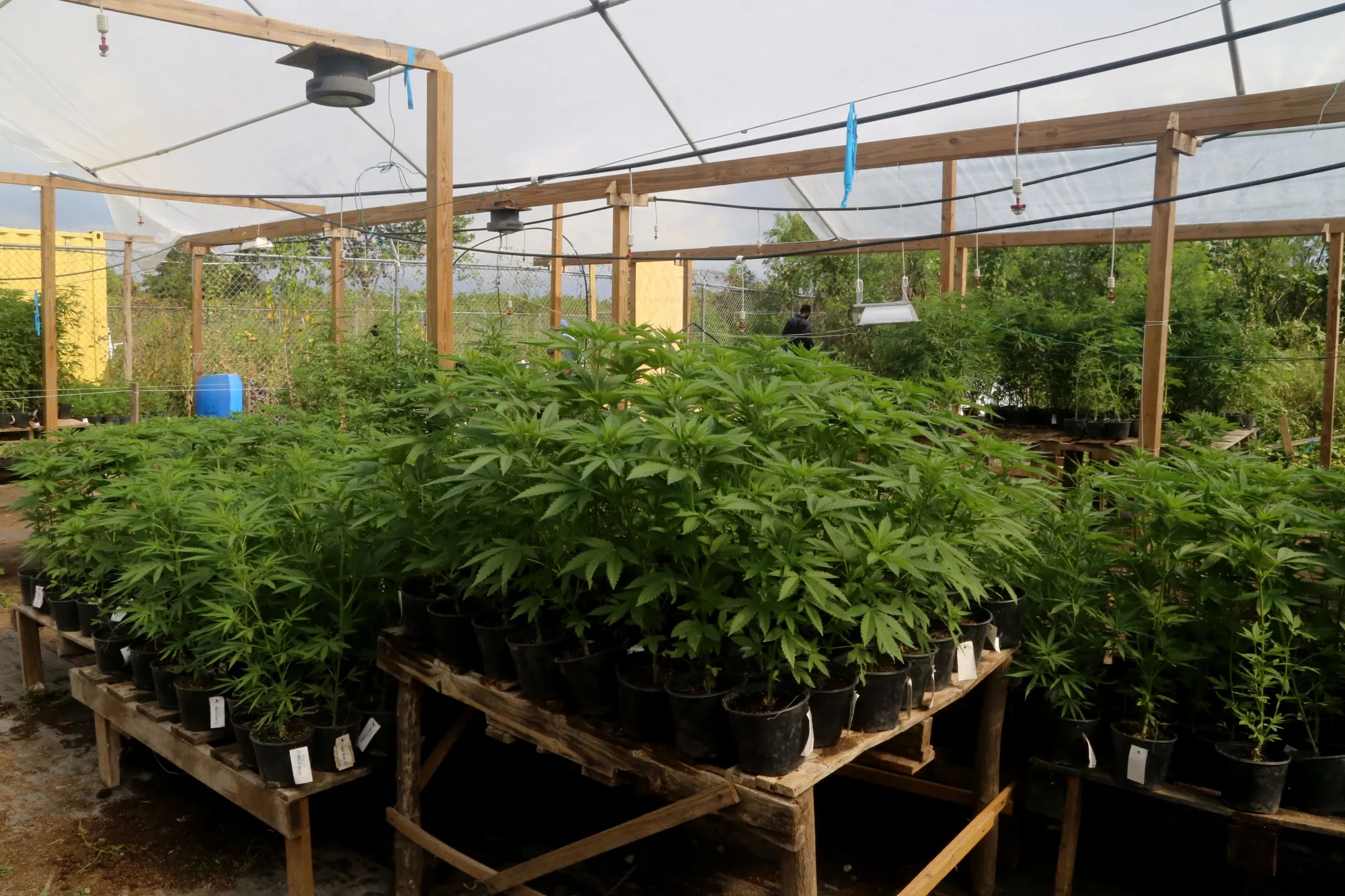 This Jamaica Weed Farm Is Thriving, Despite Short Sellers' Doubts 