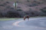 relates to Understanding Urban Coyotes, One Photo at a Time