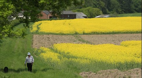 Oilseed Rape Increases In Popularity As Fuel Source