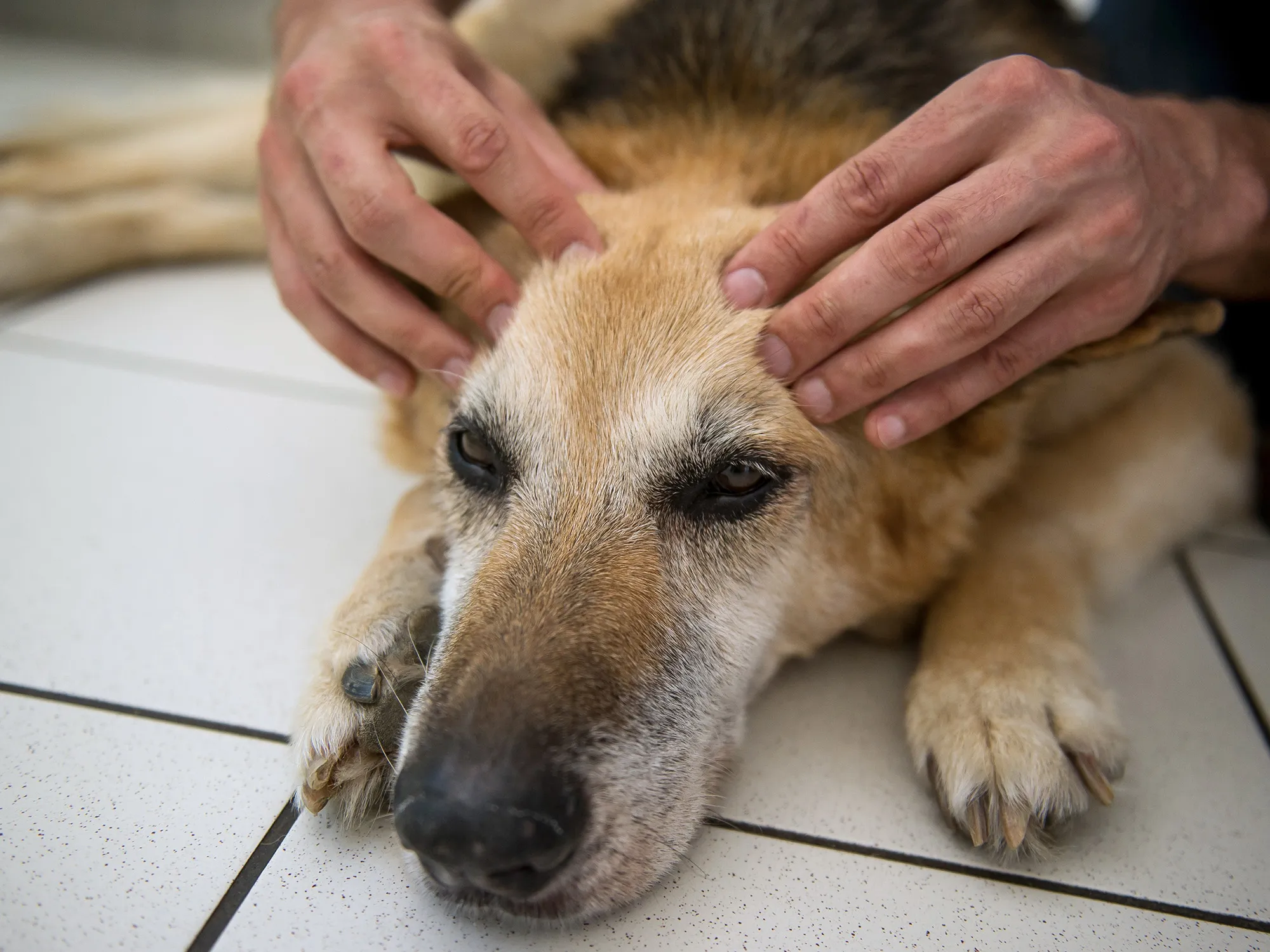 veterinarian dog GETTY Sub