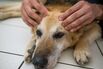 veterinarian dog GETTY Sub