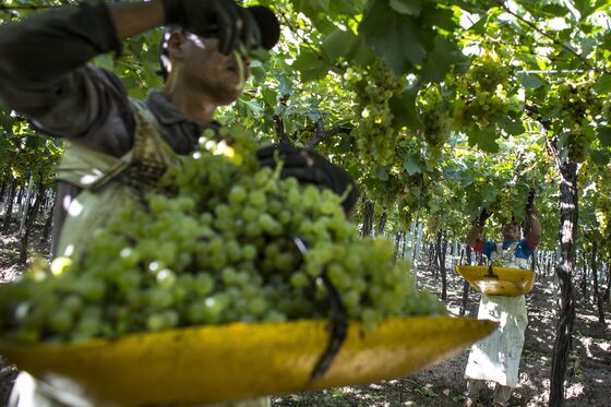 Argentina’s Famed Vineyards Buck Backdrop of Economic Gloom