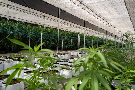 Vicente Fox’s Firm Eyes Latin America as Region Opens to Marijuana