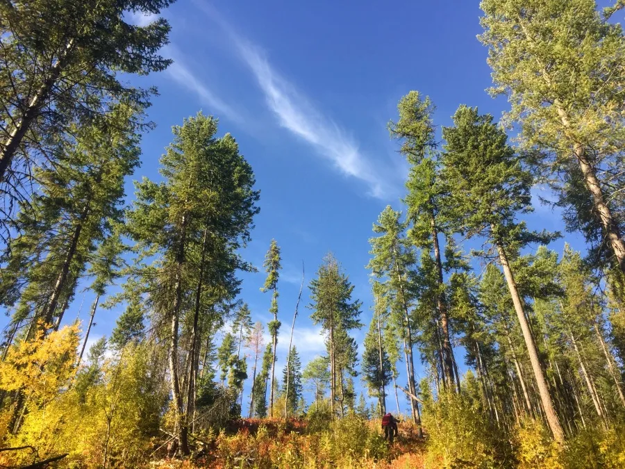 The Finite Carbon Colville Tribes forest carbon offset project in Washington, U.S.