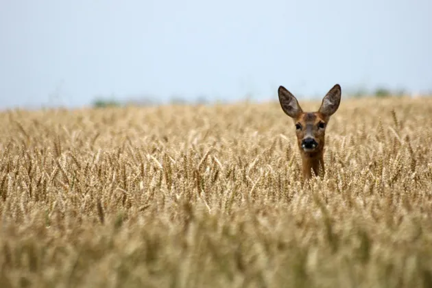 Odd Jobs: Deer Urine Farmer