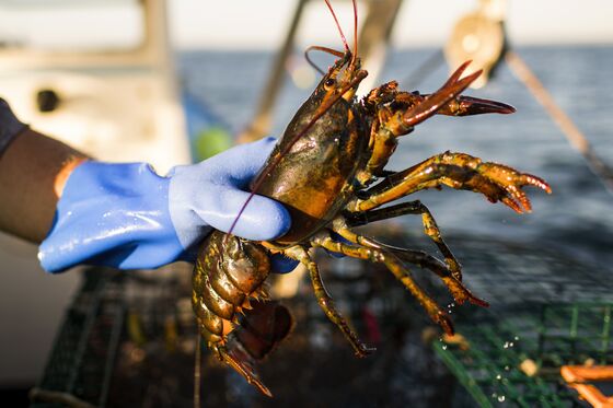 Virus Makes Lobsters So Cheap That Sellers Face a Fatal Blow