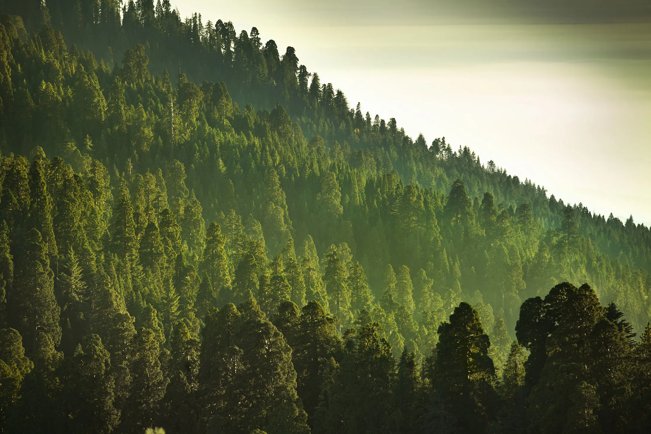 Mist on the Sierra Nevada Mountains