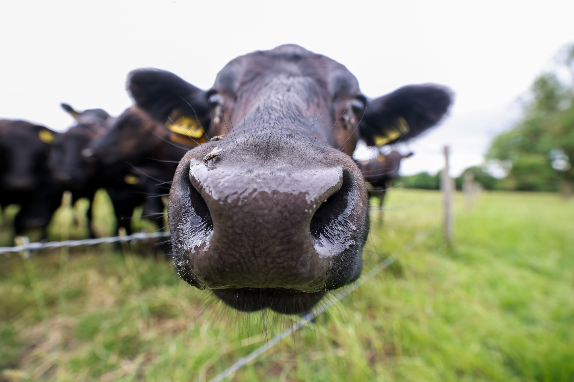 A cow peers through a fence in a field near Ulting, UK, on Tuesday, June 22, 2021.&nbsp;