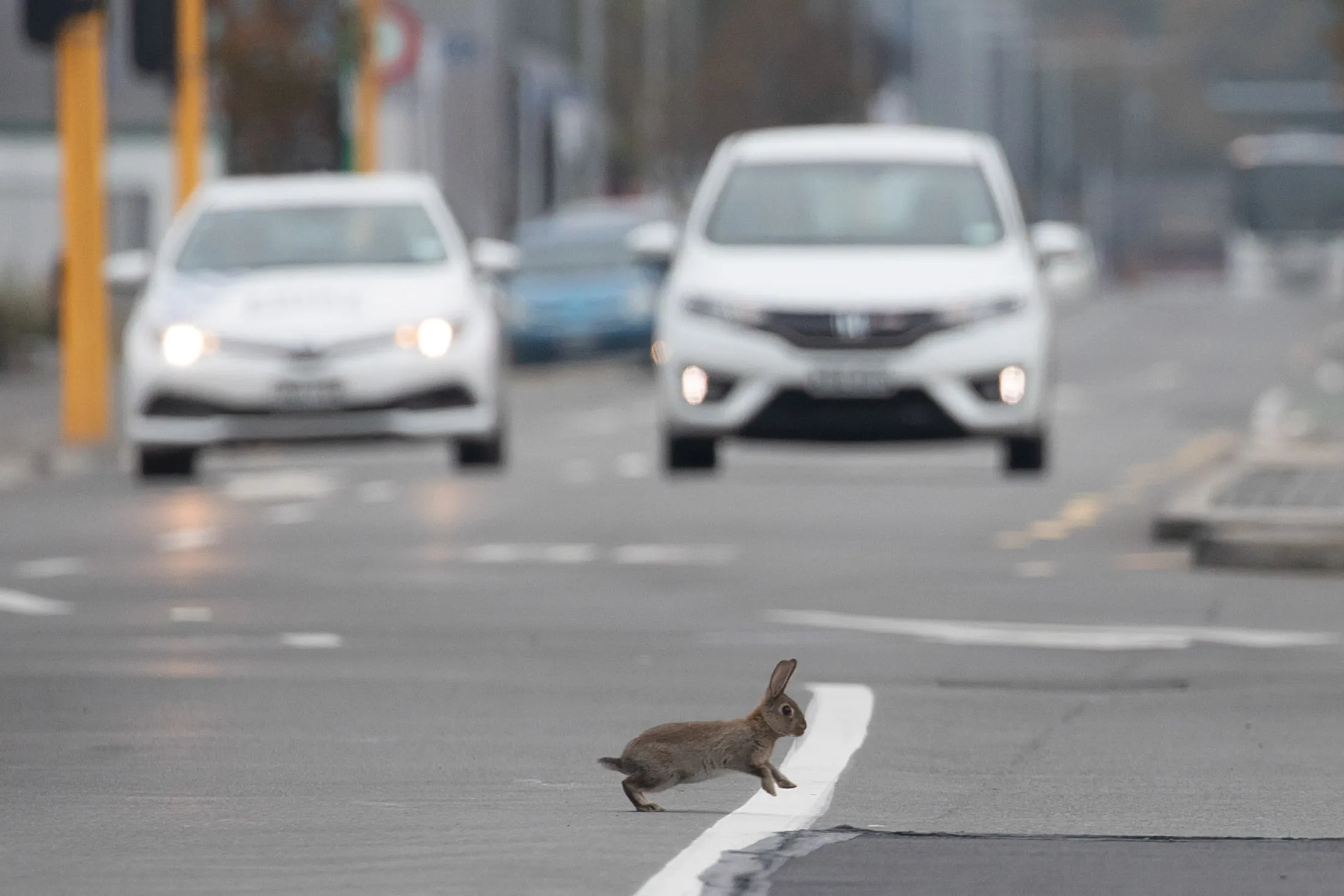 A&nbsp;baby rabbit crossed a main road in Christchurch on April 1. New Zealand entered its strictest state of lockdown on March 25.&nbsp;