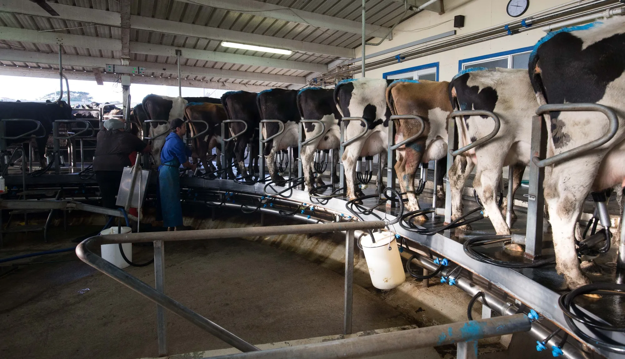 The kiwi strengthened 1.5% versus the dollar in the first quarter, aided by higher milk powder&nbsp;prices.