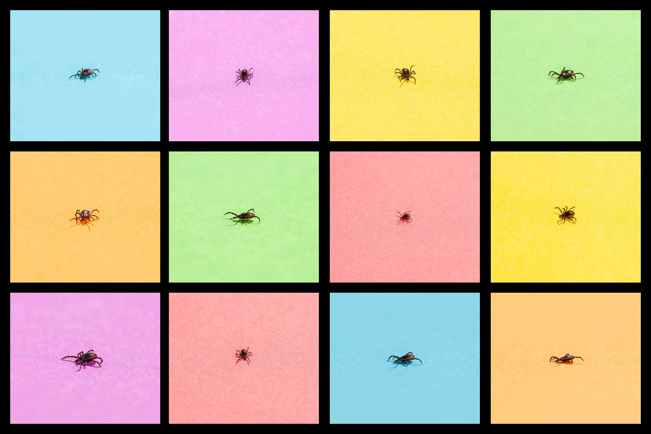 Blacklegged ticks are being studied as part of the Tick Climate Project at the Cary Institute of Ecosystem Studies in Millbrook, N.Y.