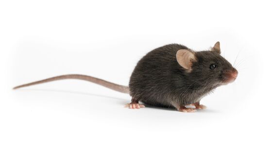 A Virus Cure Depends on Rare Lab Mice, But There Aren’t Enough