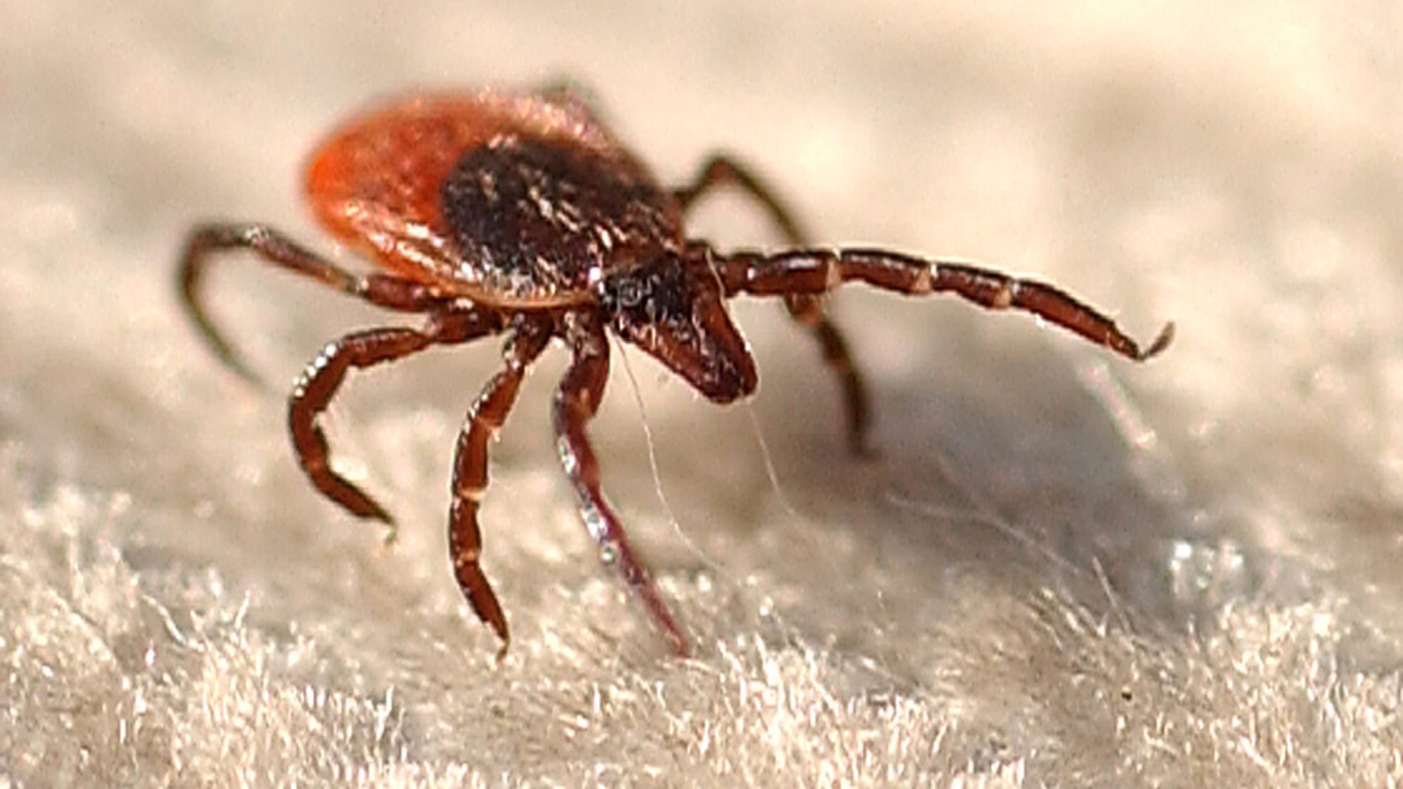 The weather-dependent blacklegged tick, also known as a deer tick, is the carrier of a host of ugly little bacteria. Photographer: Gordon Chibroski/Portland Press Herald via Getty Images
