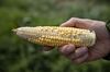 A crop scout holds an ear of poorly pollinated corn at a stop during the Pro Farmer Midwest Crop Tour in Gridley, Illinois, U.S., on Tuesday, Aug. 20, 2019. Inconsistency is the one constant coming out of a major U.S. crop tour that kicked off on Monday as scouts get to see first hand the impact of wild weather on Midwestern corn and soybean fields.