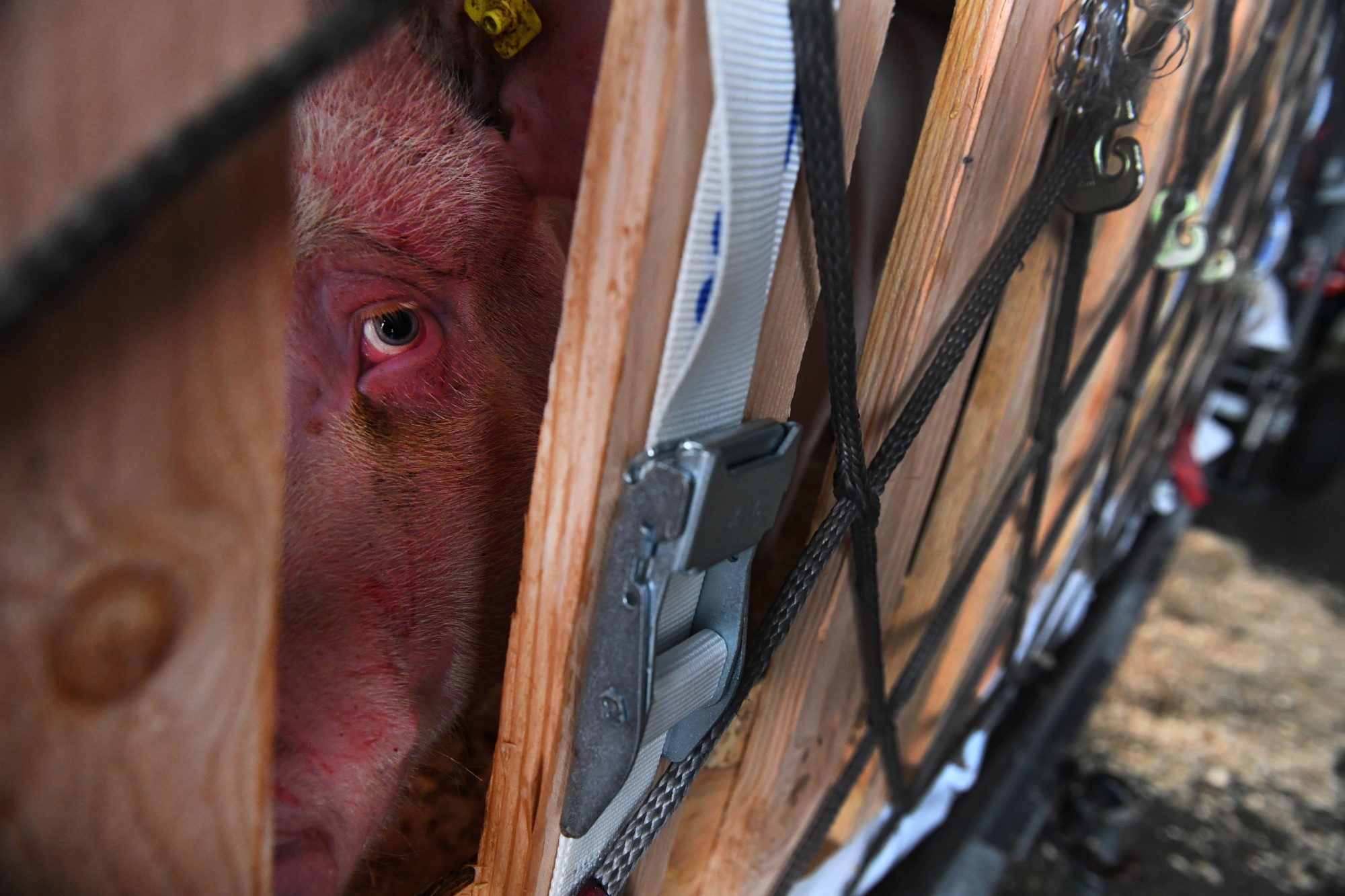 A pig looks out from a cage to be loaded onto a cargo plane en route to China from France.