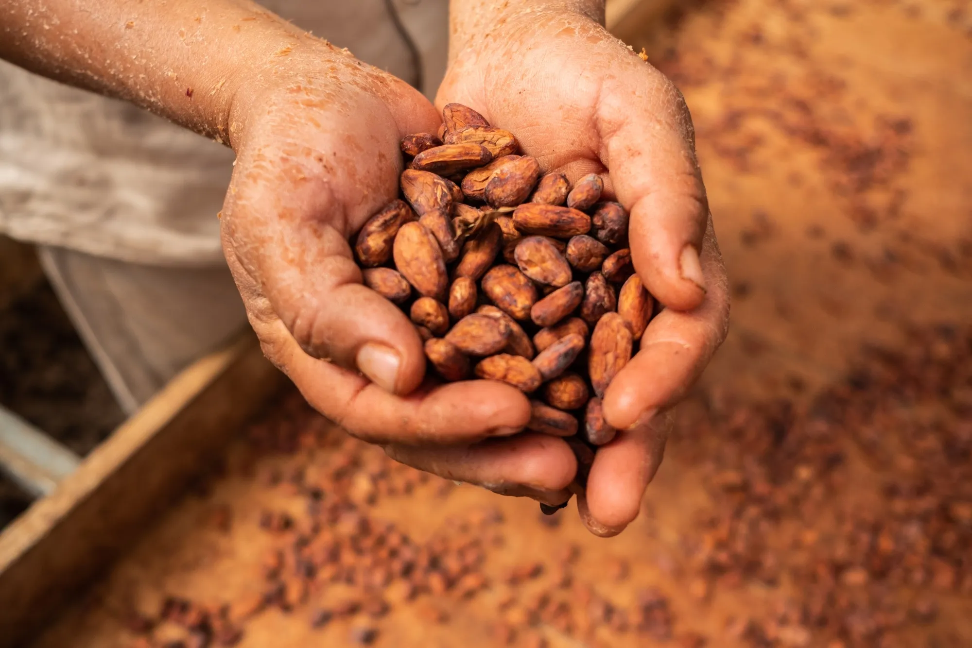 Cacao beans.