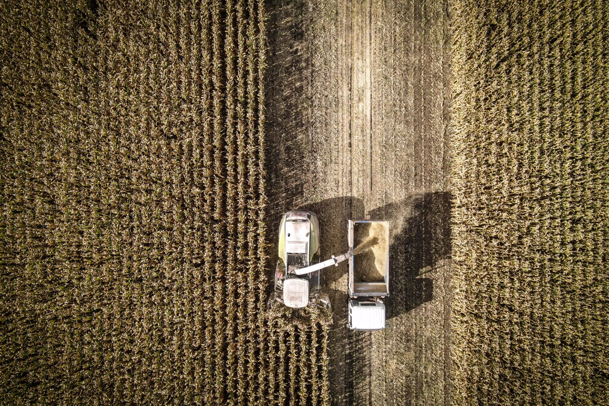 Corn Harvesting In Australia